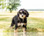 Small Photo #9 Bernedoodle-Poodle (Miniature) Mix Puppy For Sale in SHIPSHEWANA, IN, USA