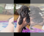 Puppy Cookie Poodle (Toy)