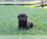 Small Photo #6 Labrador Retriever Puppy For Sale in DENMARK, SC, USA