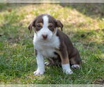 Small #2 Staffordshire Bull Terrier Mix