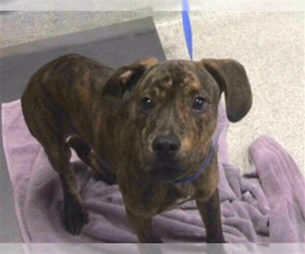 Medium Photo #1 Dachshund-Plott Hound Mix Puppy For Sale in Tallahassee, FL, USA