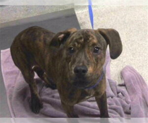 Dachshund-Plott Hound Mix Dogs for adoption in Tallahassee, FL, USA
