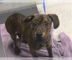 Small Dachshund-Plott Hound Mix