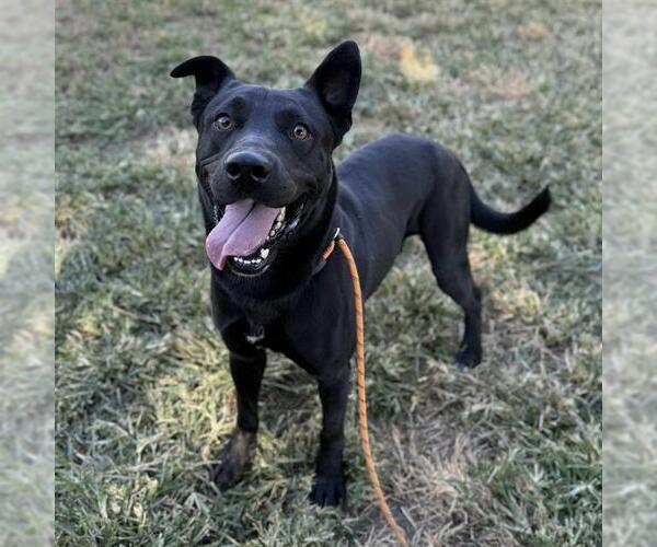 Medium Photo #1 American Pit Bull Terrier-German Shepherd Dog Mix Puppy For Sale in Modesto, CA, USA