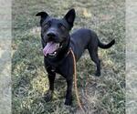 Small American Pit Bull Terrier-German Shepherd Dog Mix