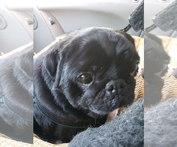Medium Photo #3 Pug Puppy For Sale in Elizabeth City, NC, USA