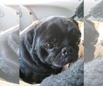 Small #2 Pug