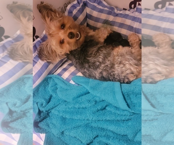 Medium Photo #1 Yorkshire Terrier Puppy For Sale in ONTARIO, CA, USA