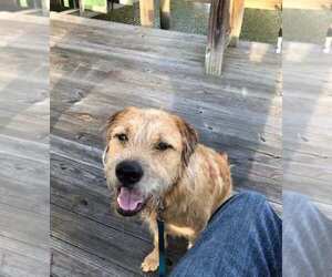 Golden Retriever-Staffordshire Bull Terrier Mix Dogs for adoption in SAVANNAH, GA, USA