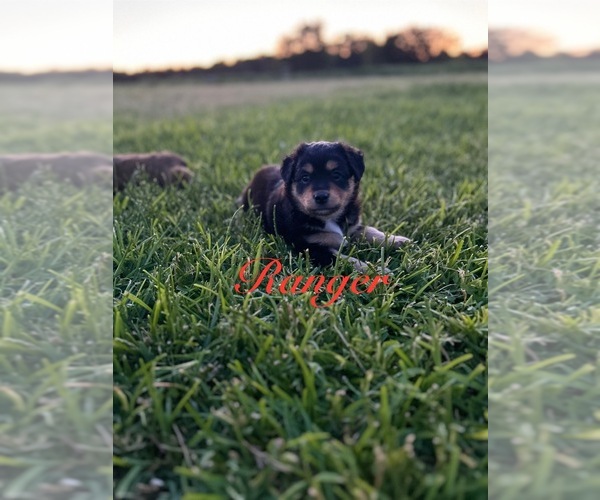 Medium Photo #1 Miniature Australian Shepherd-Mutt Mix Puppy For Sale in WACO, TX, USA