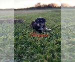 Puppy Ranger Miniature Australian Shepherd-Mutt Mix