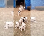 Small Photo #26 American Pit Bull Terrier-Labrador Retriever Mix Puppy For Sale in MOORESBORO, NC, USA
