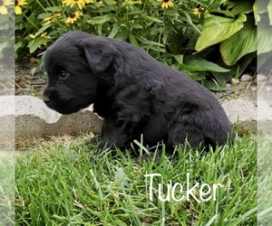 Medium Miniature Labradoodle