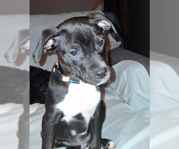 Medium Photo #9 Mutt Puppy For Sale in Brooklyn Center, MN, USA