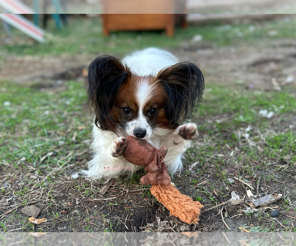 Medium Photo #1 Papillon Puppy For Sale in MINNEAPOLIS, MN, USA