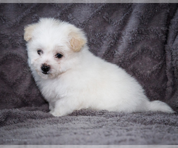 Medium Photo #18 Bichon Frise Puppy For Sale in WAKARUSA, IN, USA