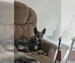 Small #3 Mutt