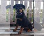 Small Photo #1 Rottweiler Puppy For Sale in LA CENTER, WA, USA