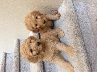 Goldendoodle Puppy for sale in CAVE CREEK, AZ, USA