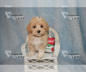 Maltipoo Puppy for sale in SANGER, TX, USA