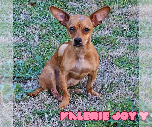 Medium Photo #23 Chiweenie Puppy For Sale in San Antonio, TX, USA