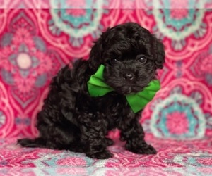 Havanese-Poodle (Toy) Mix Puppy for sale in LANCASTER, PA, USA