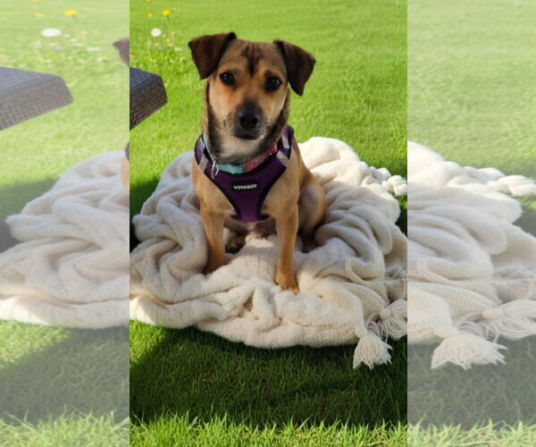 Medium Photo #4 Chiweenie Puppy For Sale in Santa Clara, CA, USA