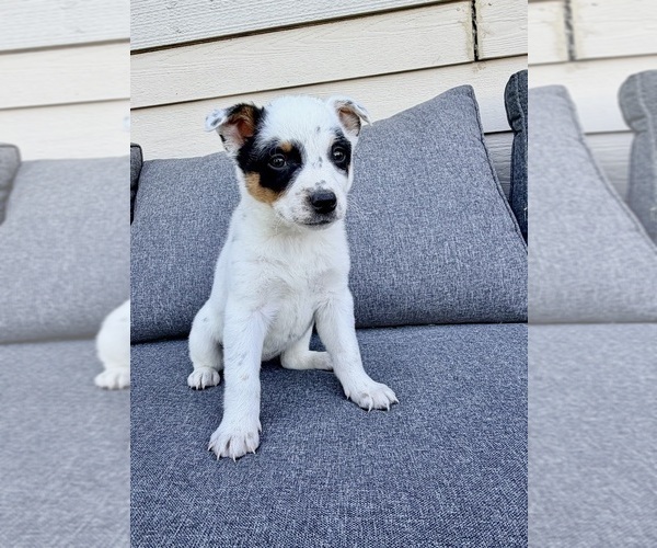 Medium Photo #4 Australian Cattle Dog Puppy For Sale in GREENFIELD, IN, USA