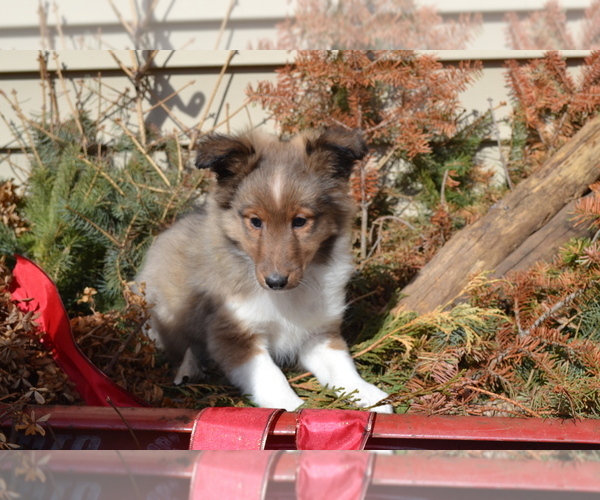 Medium Photo #4 Shetland Sheepdog Puppy For Sale in GREENWOOD, WI, USA