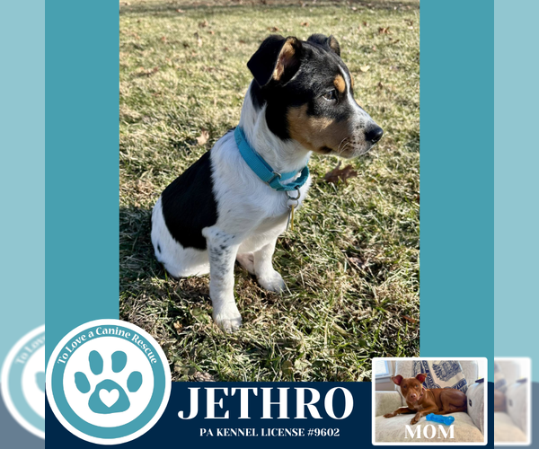 Medium Photo #2 Mutt Puppy For Sale in Kimberton, PA, USA