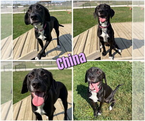 Retriever -Unknown Mix Dogs for adoption in Pierceton , IN, USA