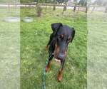 Small #6 Doberman Pinscher