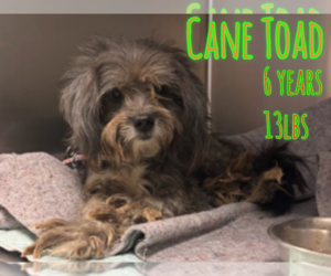 Mutt Dogs for adoption in Woodbury, NY, USA