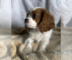 Small Photo #4 Cavalier King Charles Spaniel Puppy For Sale in NILES, MI, USA