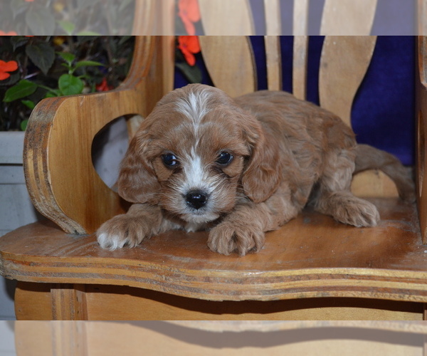 Medium Photo #2 Cavapoo Puppy For Sale in GREENWOOD, WI, USA