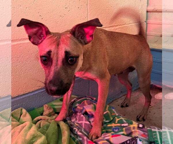 Medium Photo #5 Miniature Pinscher-Unknown Mix Puppy For Sale in Tracy City, TN, USA