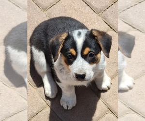Cowboy Corgi Puppy for sale in MENIFEE, CA, USA