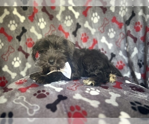 Medium Photo #5 Schnauzer (Miniature) Puppy For Sale in LAKELAND, FL, USA