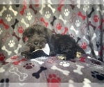 Small #4 Schnauzer (Miniature)