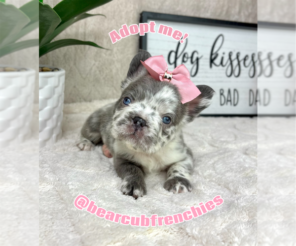 Medium Photo #5 French Bulldog Puppy For Sale in FRANKLIN, IN, USA