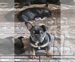 Small #1 French Bulldog