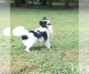 Papillon Puppy for sale in CULPEPER, VA, USA