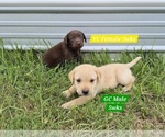 Small #4 Labrador Retriever