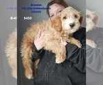 Small Photo #11 Goldendoodle (Miniature) Puppy For Sale in TOPEKA, IN, USA