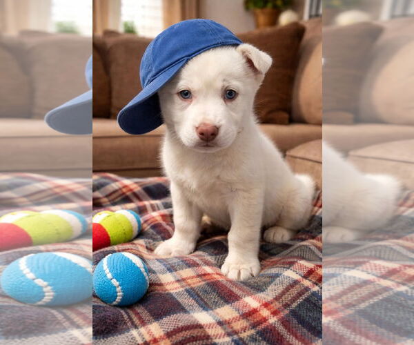 Medium Photo #1 Golden Labrador Puppy For Sale in Mt. Laurel, NJ, USA