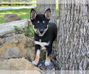 Shiba Inu Puppy for sale in CLARK, MO, USA