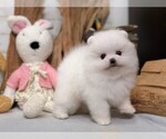 Small Photo #14 Pomeranian Puppy For Sale in LOS ANGELES, CA, USA