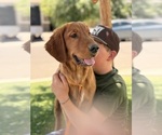 Small #2 Golden Retriever