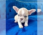 Small Photo #14 French Bulldog Puppy For Sale in JERSEY CITY, NJ, USA