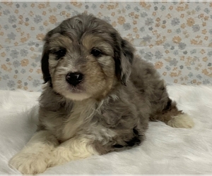 Australian Shepherd-Old English Sheepdog Mix Puppy for sale in FREDERICKSBURG, OH, USA